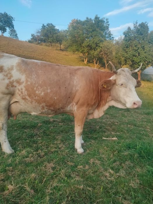 Vând vaca bălțata românească