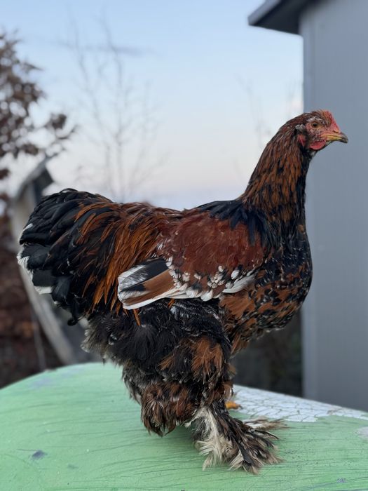 Cochinchina portelan