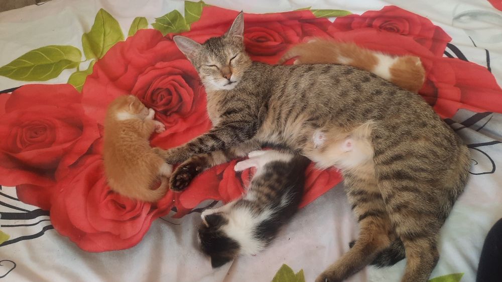 Котята домашние на продажу