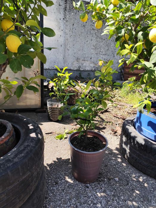 Продавам дръвчета лимони