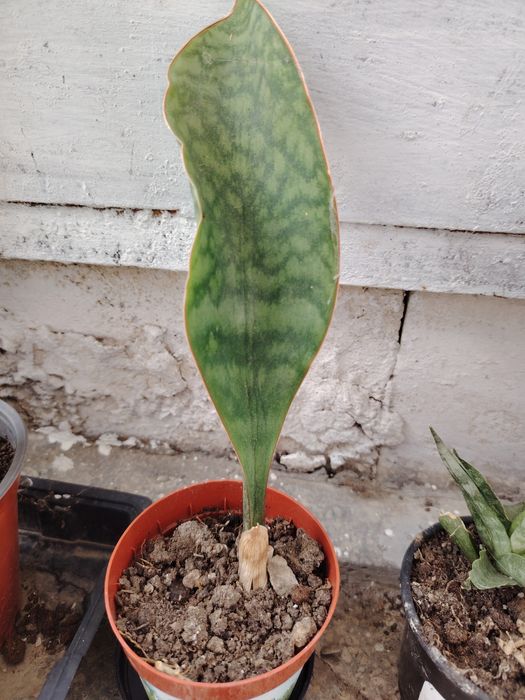 Цвете сансевиера 6 вида