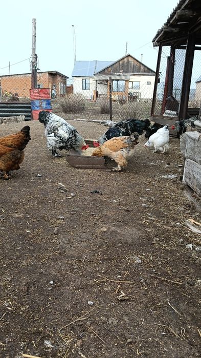 Петух Брама 10 месяцев