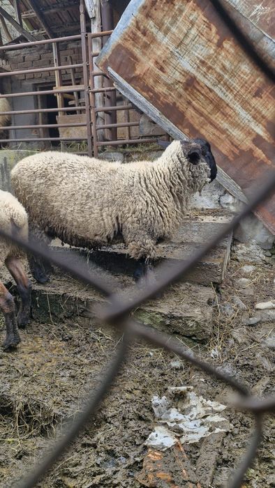 Berbec suffolk 10 luni