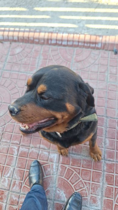 Красавец ротвейлер для вязки