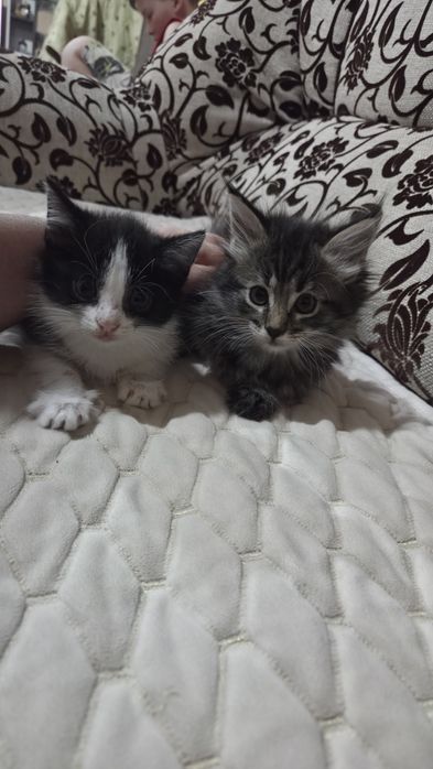 Отдам котят пушистиков