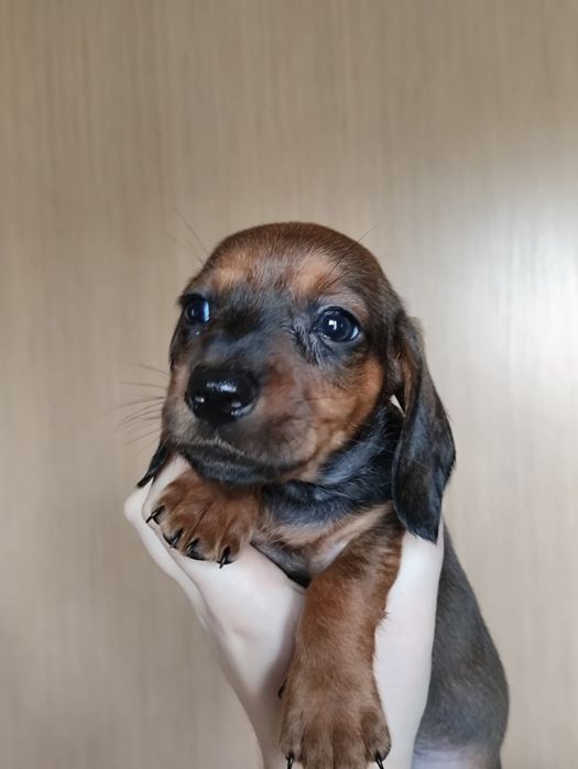 Щенки карликовой таксы