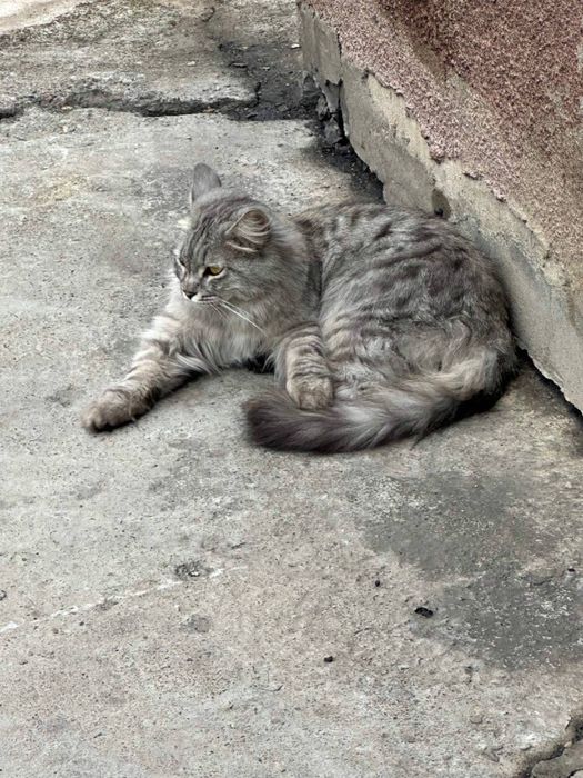 Найдена кошка домашняя