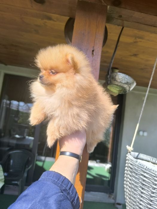 Померанчета мини,мини