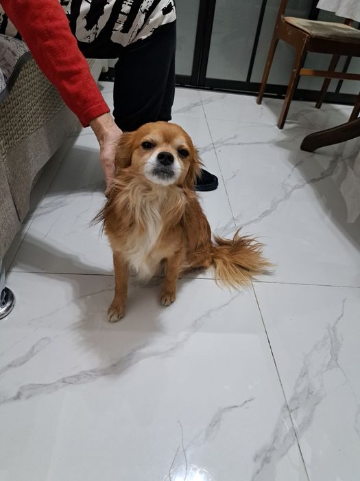 Нашлась Собака мальчик