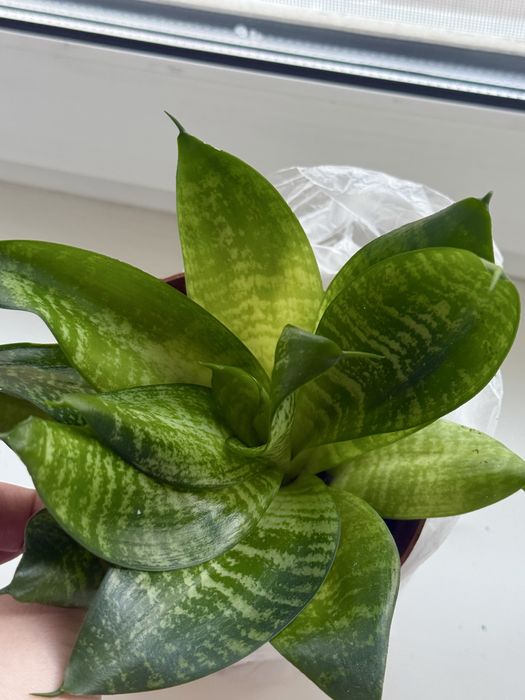 Сансивиерия (щучий хвост)