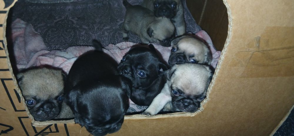 Продаются щенки мопса