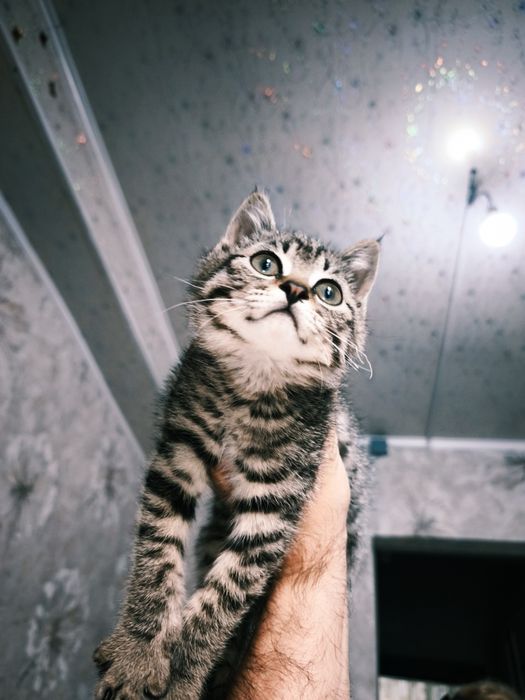 Отдаем ласкового котенка