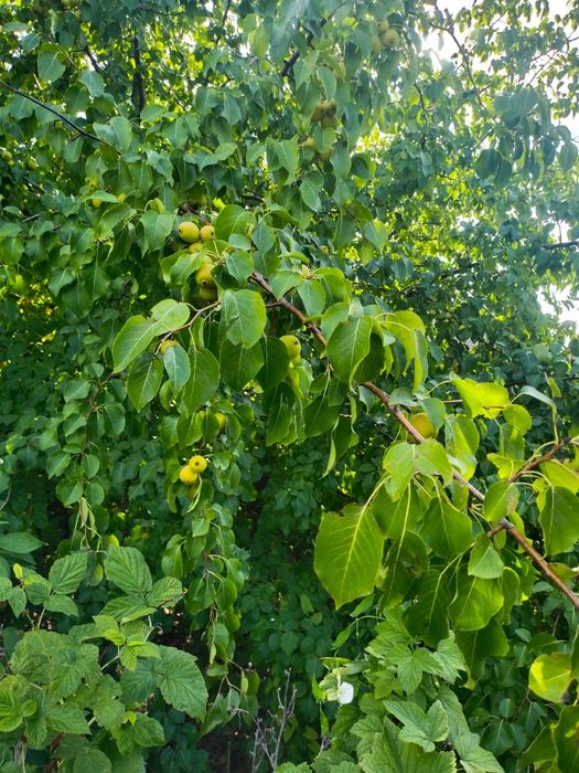 Дача 8(12) соток "Горизонт"