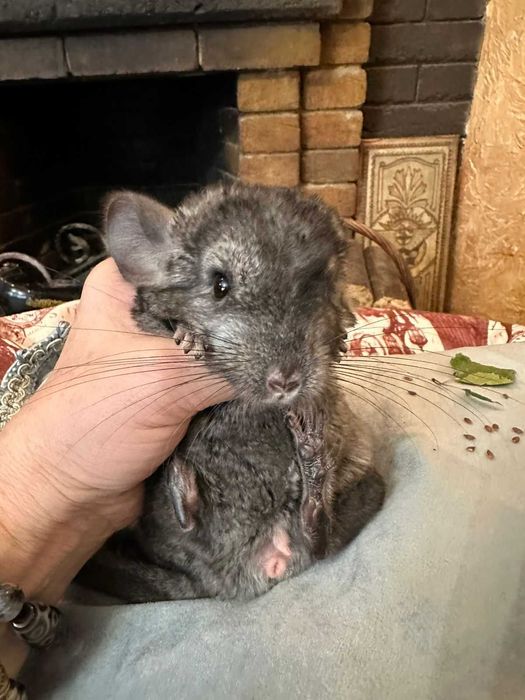 Продам шиншиллу мальчик 3  месяца