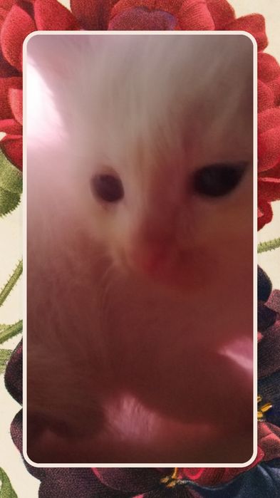 Сиамский котенок мальчик даром