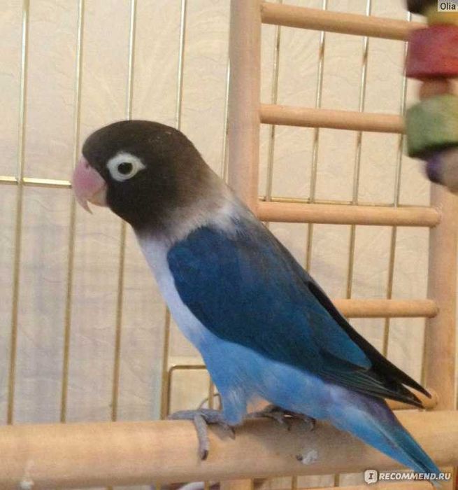 Синий маска неразлучники