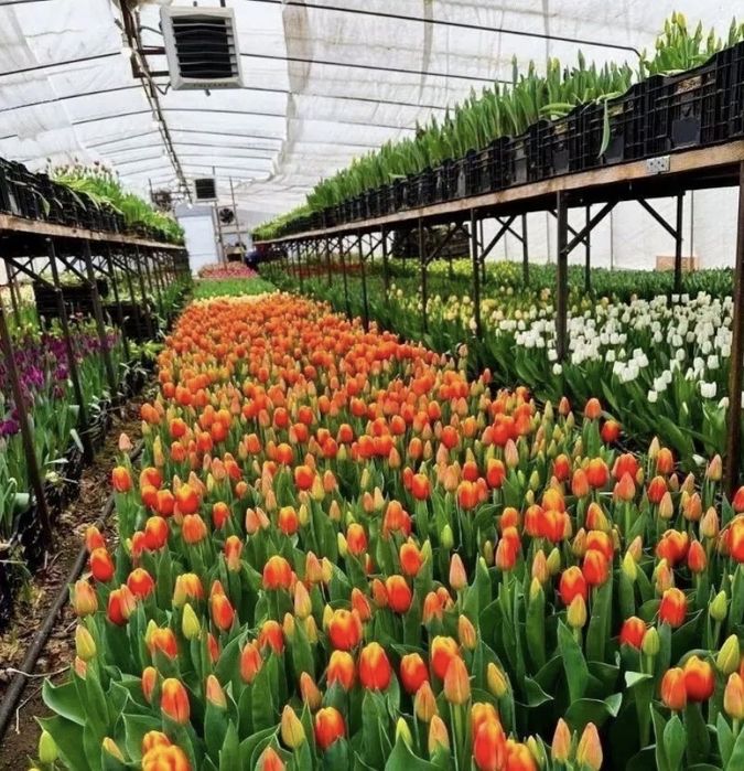 Тюльпаны предзаказ оптом к 8 марта