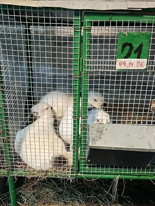 Продават се на различна възраст