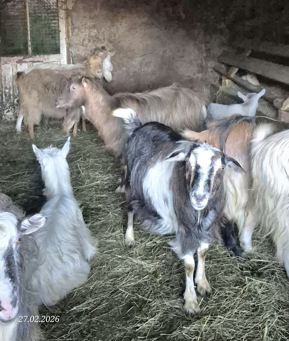 Capre 12 buc si 6 iezi