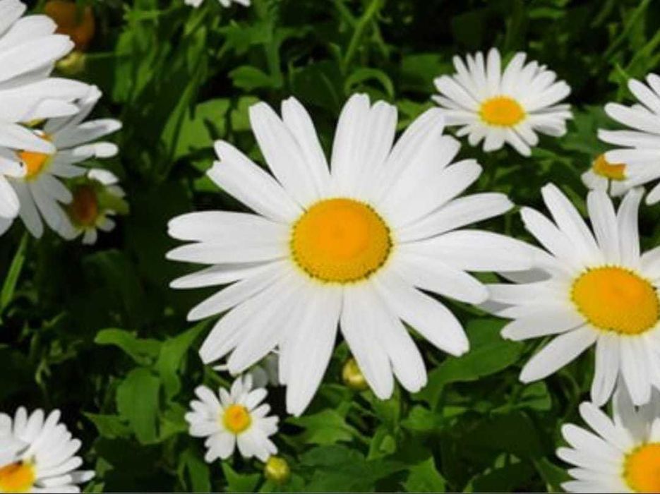 Ландыши Ромашки Васильки