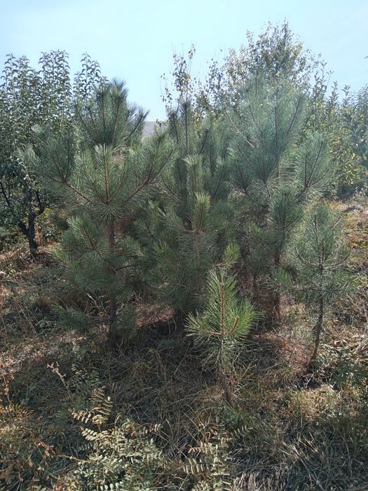 Qirim sasnasi bor 250 300 tup