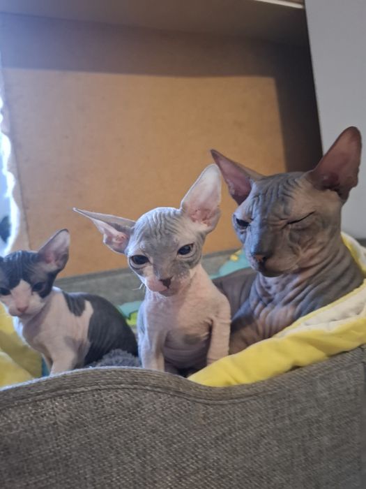 Канадские сфинксы  бронь