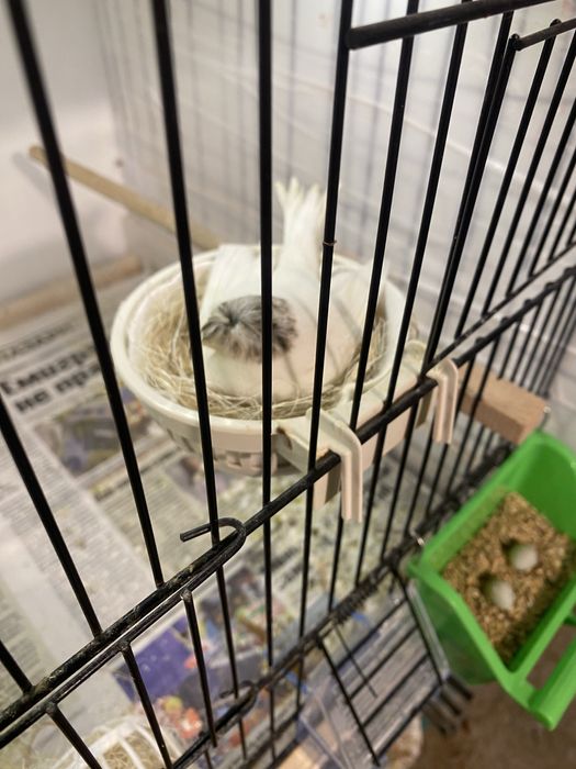 Канарчета Глостер