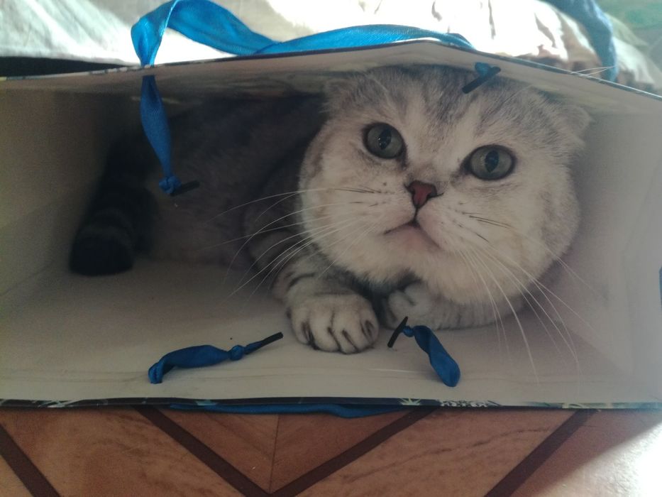 Вязка. Скоттиш фолд. Кот.