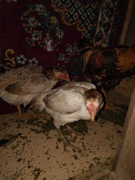 Продам даканов курей и петуха