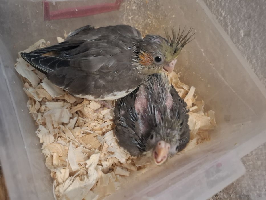 Pui perusi în căutare de căsuța