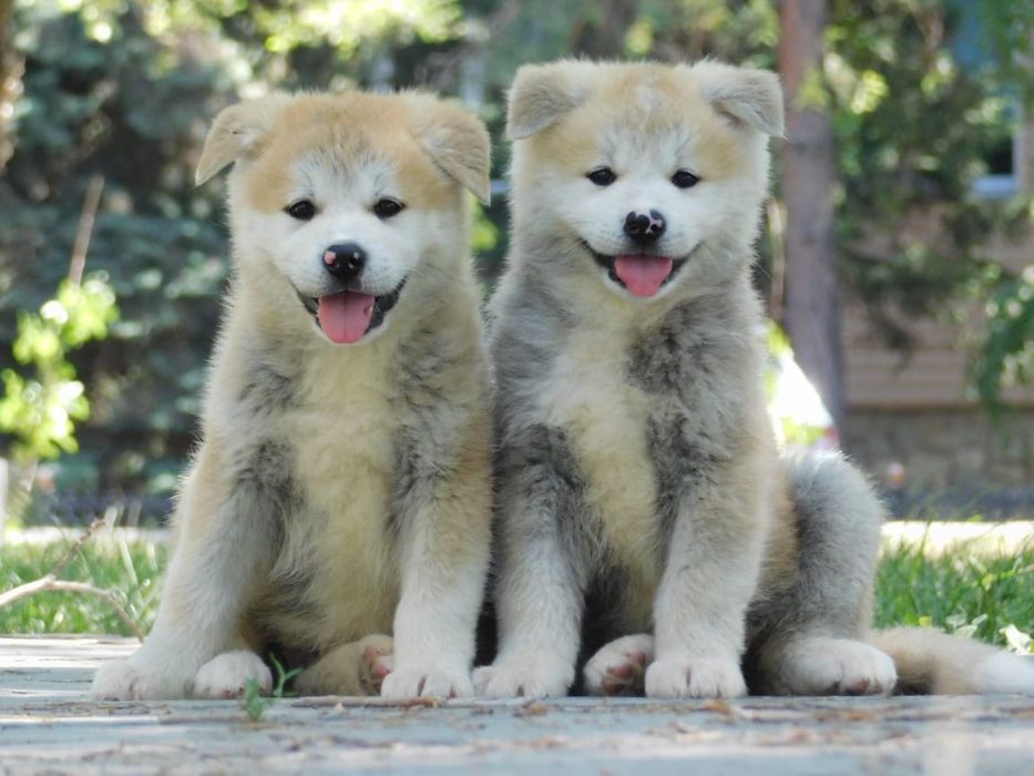 Щенки Японской Акита Ину (Хатико)