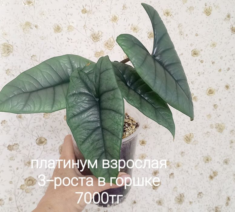 Продажа  алоказий