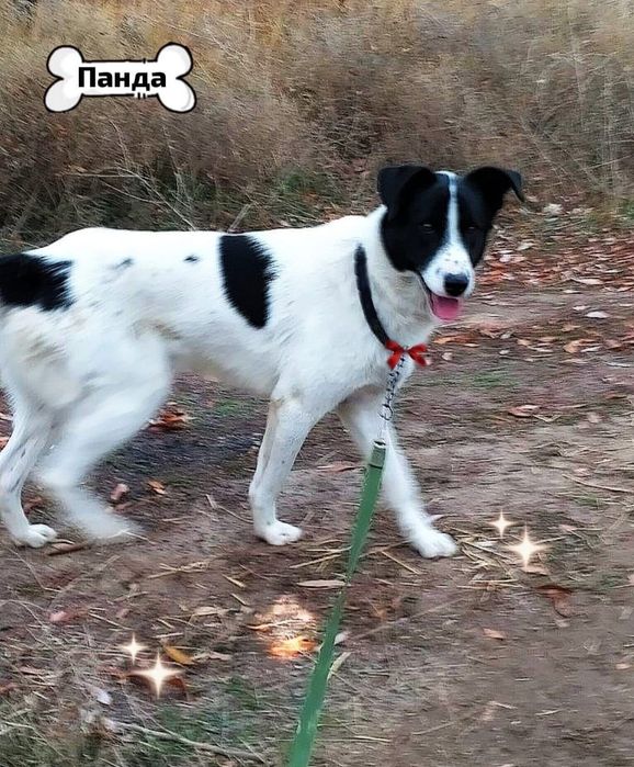 Срочно ищу дом! Кобель. Год