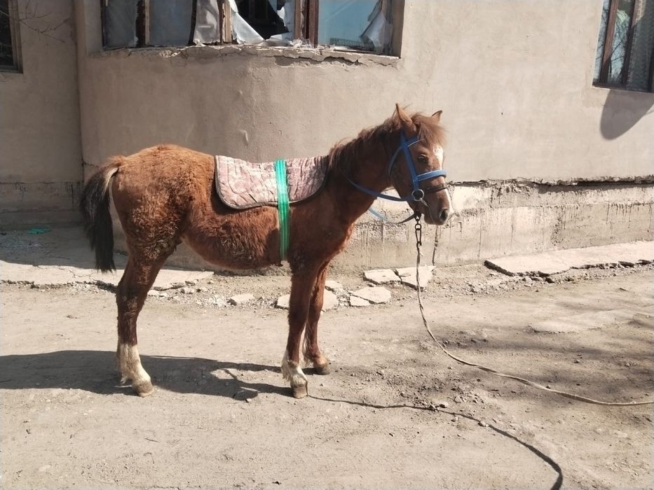 Тай апрельде 1 жас