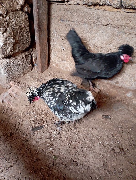 Yapon horoz va to‘viqlar sotiladi