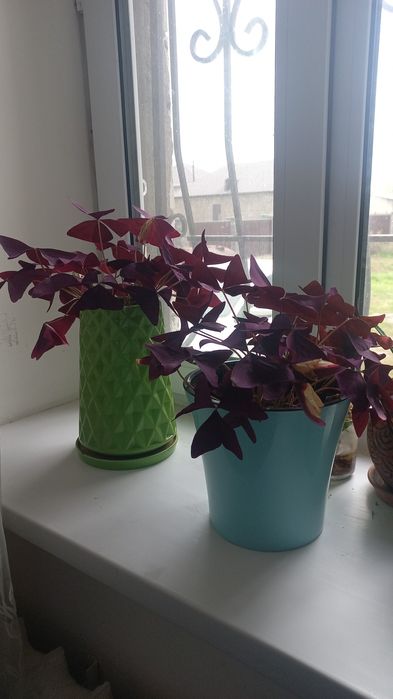 Комнатные цветы.