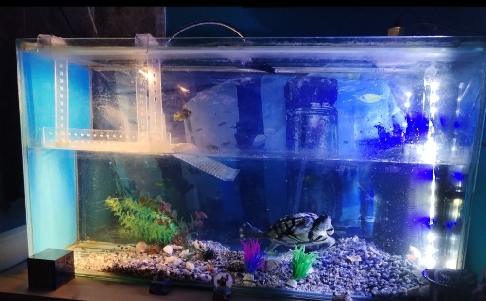 Devanzare broasca testoasca