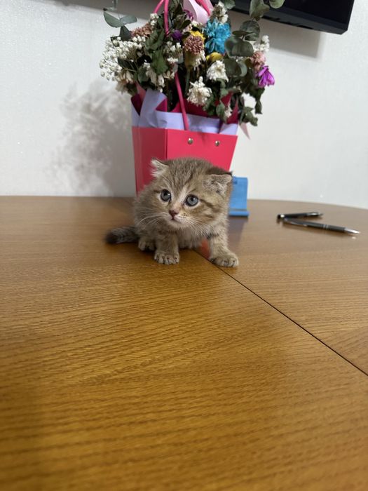 Продам котёнка шотландец