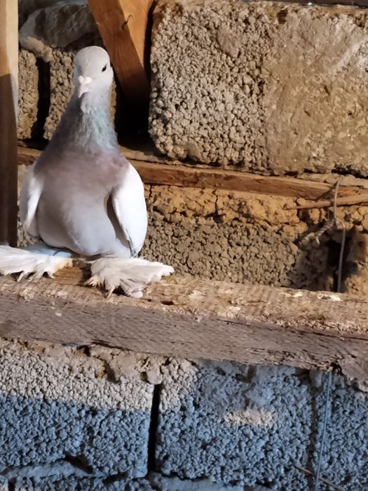 Голуби уды перс самец