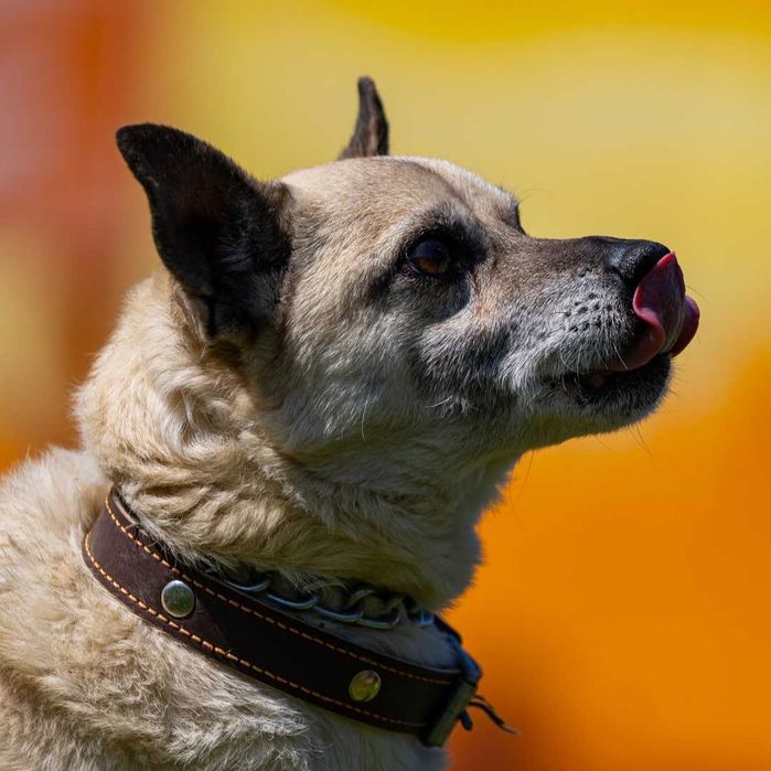 Собака (4 года) в добрые руки