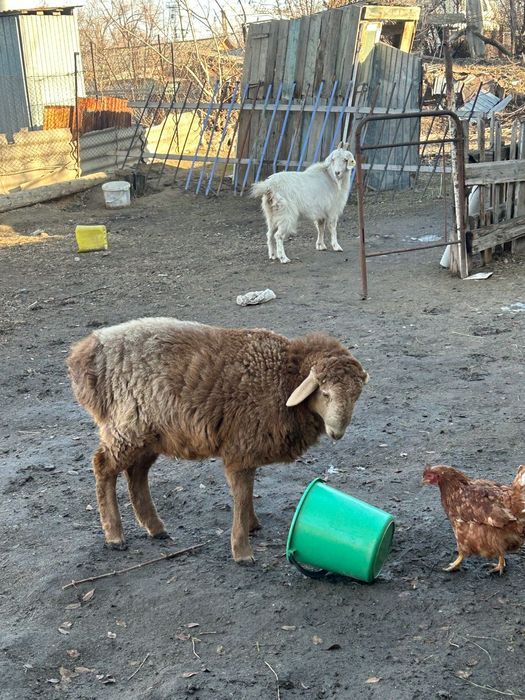 Тоқты  сатылады.