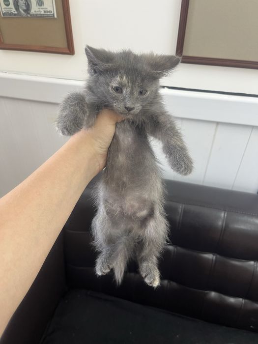 Отдаем котят в добрые руки