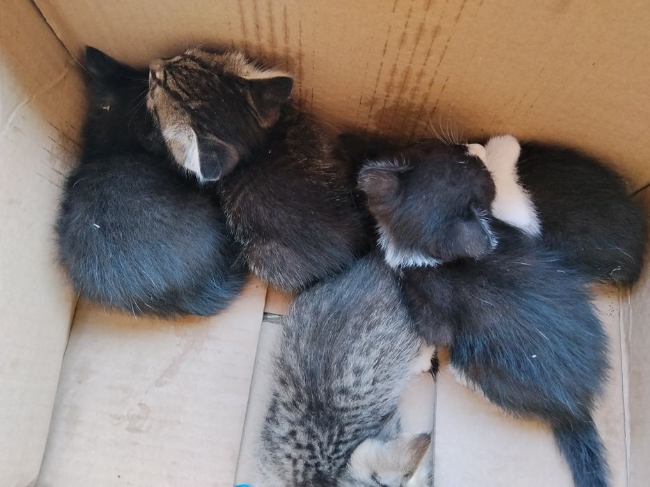 Котята в добрые руки