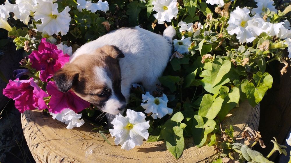 Отдаем в добрые руки кутят . Три замечательные девочки .