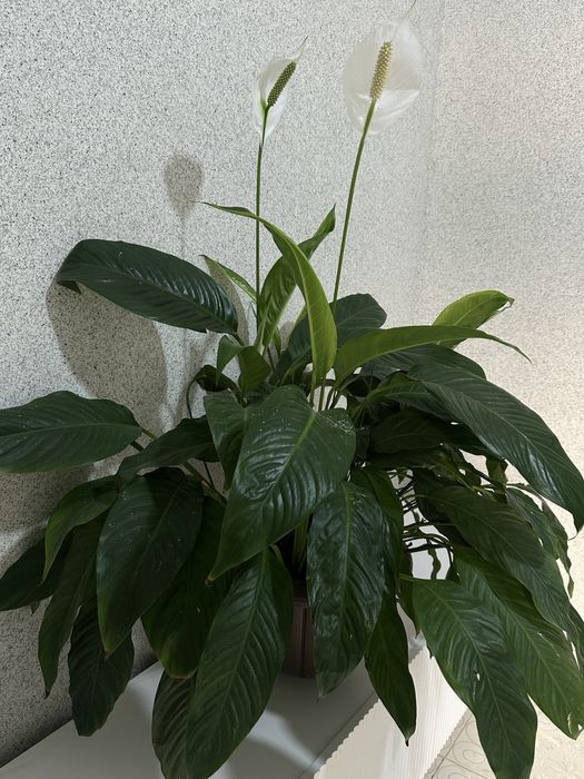 Разные комнатные растения