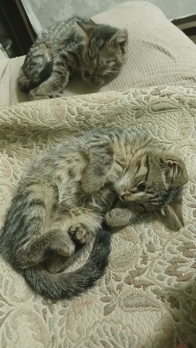 Отдам котят в добрые руки