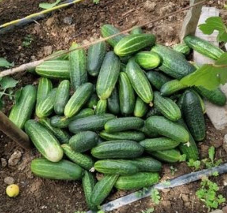 Продам огурцый Қияр сатам