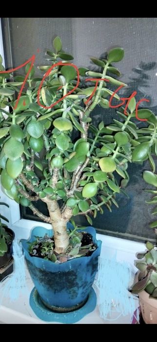 Денежное дерево ( толстянка)