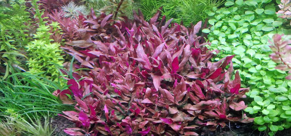 Lot plante de acvariu roșii