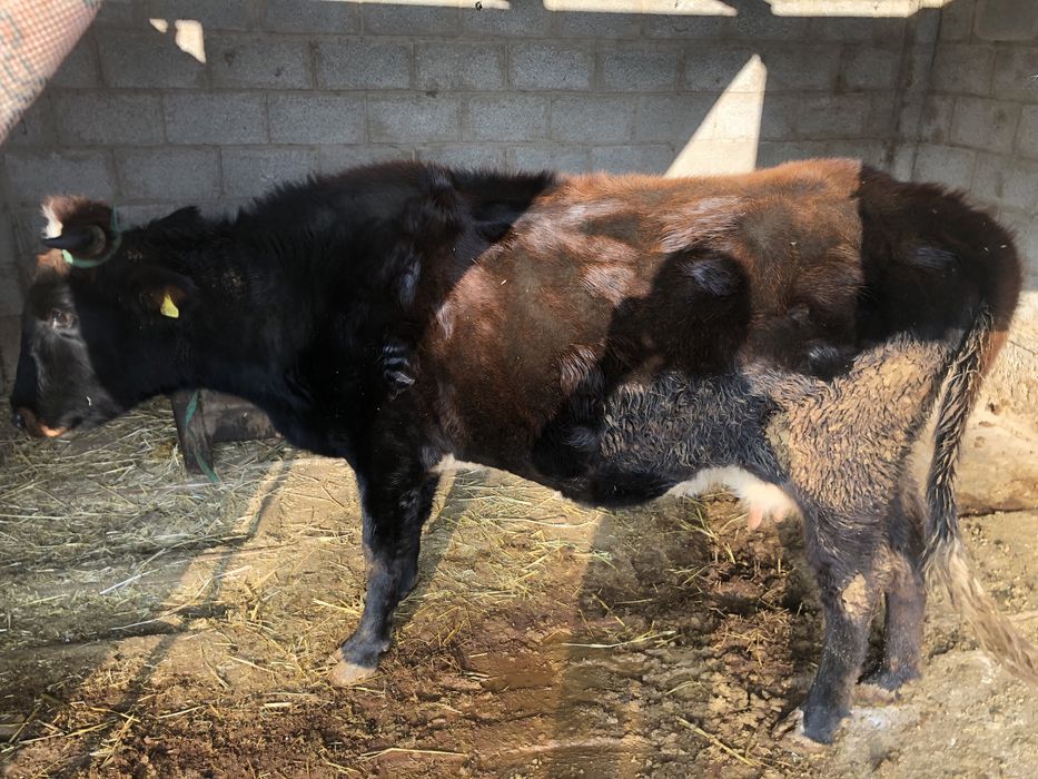 Продаётся корова доиная